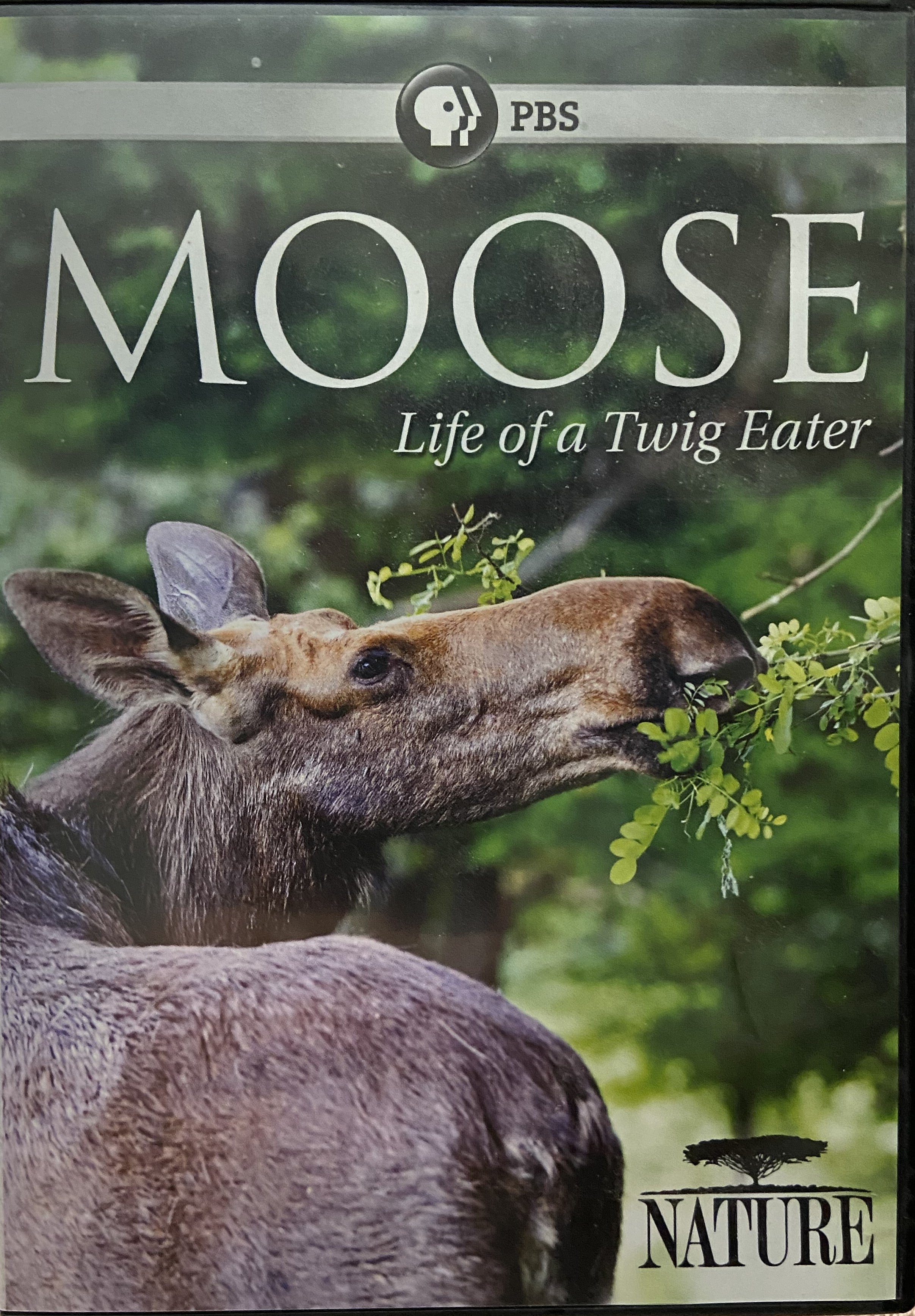 Moose - Life Of A Twig Eater (PBS)